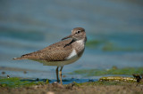 700_6507F oeverloper (Actitis hypoleucos, Common Sandpiper).jpg