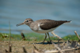 700_6530F oeverloper (Actitis hypoleucos, Common Sandpiper).jpg