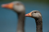 700_6587F grauwe gans (Anser anser, Greylag Goose).jpg