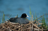 700_6092F meerkoet (Fulica atra, Eurasian Coot).jpg