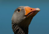 700_6605F grauwe gans (Anser anser, Greylag Goose).jpg