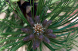 700_5839F grove den (Pinus sylvestris).jpg