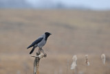 700_7583F bonte kraai (Corvus cornix, Hooded Crow).JPG