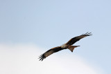 700_8212F rode wouw (Milvus milvus, Red Kite).JPG