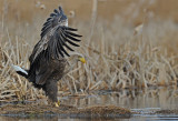 700_6869F zeearend (Haliaeetus albicilla, White-tailed Eagle).jpg