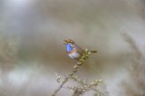 DSC_8546F blauwborst (Luscinia svecica, Bluethroat).jpg