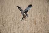 700_4800F bruine kiekendief (Circus aeruginosus, Marsh Harrier).jpg