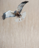 700_4881F bruine kiekendief (Circus aeruginosus, Marsh Harrier).jpg