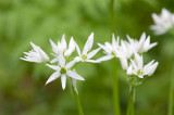 700_4891F daslook (Allium ursinum, Ramsons).jpg