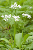 700_4897F daslook (Allium ursinum, Ramsons).jpg