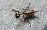 700_4943F dambordvlieg (Sarcophaga carnaria).jpg