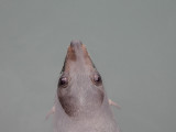 DSCN0116F zeeleeuw (sea lion).jpg