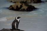 D40_2289F zwartvoetpinguïn (Spheniscus demersus, African Penguin).jpg