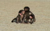 D40_2822F beerbaviaan of Kaapse baviaan (Papio ursinus, Chacma baboon).jpg