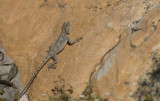 D40_3384F southern rock agama (Agama atra).jpg