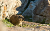 D40_3476F Kaapse klipdas of dassie (Procavia capensis, Rock hyrax).jpg