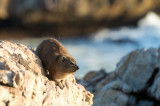 D40_3513F Kaapse klipdas of dassie (Procavia capensis, Rock hyrax).jpg