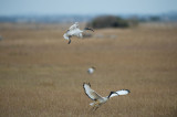D40_3822F sacred ibis (Threskiornis Aethiopicus).jpg