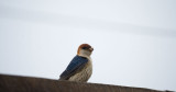 D40_4093F greater striped swallow (Hirundo Cucullata).jpg