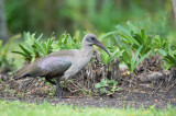 D40_4546F Hadeda Ibis (Bostrychia Hagedash).jpg
