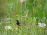 D40_4565F greater double-collared sunbird (Cinnyris afer).jpg