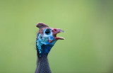 D40_4627F helmparelhoen (Numida meleagris, Helmeted Guineafowl).jpg
