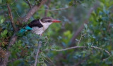 D40_4752 gestreepte ijsvogel (Halcyon chelicuti, Striped Kingfisher).jpg
