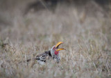 D40_6119F zuidelijke geelsnaveltok (Tockus leucomelas, Southern yellow-billed hornbill).jpg