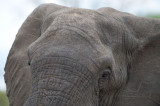 D40_6158F Afrikaanse olifant (Loxodonta africana, African Elephant).jpg