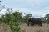 D40_6169F Afrikaanse olifant (Loxodonta africana, African Elephant).jpg