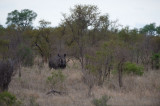 D40_6188F witte neushoorn of breedlipneushoorn (Ceratotherium simum, White rhinoceros).jpg