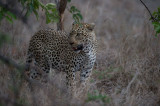 D40_6265F luipaard (Panthera pardus, leopard).jpg