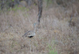 D40_6552F zwartbuiktrap (Lissotis melanogaster, black-bellied bustard).jpg