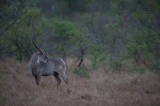 D40_6380F waterbok (Kobus ellipsiprymnus, waterbuck).jpg