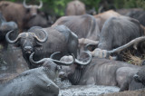 D40_6742F African buffalo or Cape buffalo (Syncerus caffer).jpg