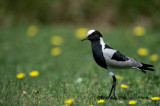 D40_4665F smidsplevier (Vanellus armatus, Blacksmith plovier).jpg
