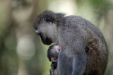 D40_5225F vervet, Zuid-Afrikaanse groene meerkat of blauwaap (Chlorocebus pygerythrus, Vervet monkey).jpg