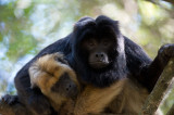 D40_5366F zwarte brulaap (Alouatta caraya, South American howler monkey).jpg