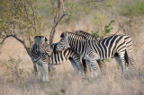 D40_6988F steppezebra (Equus quagga, Burchell's zebra).jpg
