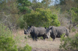 D40_7282F witte neushoorn of breedlipneushoorn (Ceratotherium simum, White rhinoceros).jpg