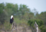 D40_7407F Afrikaanse zeearend (Haliaeetus, African Fish=Eagle).jpg