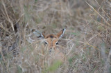 D40_7443F impala (Aepyceros melampus, impala).jpg