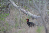 D40_6888F zuidelijke grondneushoornvogel (Bucorvus Leadbeateri, Southern Ground Hornbill).jpg