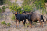 D40_7032F blauwe gnoe (Connochaetes taurinus, Blue Wildebeest).jpg