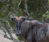 D40_6136F blauwe gnoe (Connochaetes taurinus, Blue Wildebeest).jpg