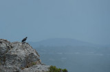 D40_5469F witnekraaf (Corvus albicollis, White-necked raven).jpg