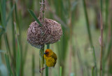 D40_5986F Kaapse wever (Ploceus capensis, Cape weaver).jpg