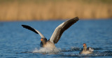 D40_8404F grauwe gans (Anser anser, Greylag Goose).jpg