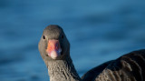 D40_8502F grauwe gans (Anser anser, Greylag Goose).jpg