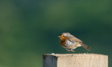 D40_8595F roodborst (Erithacus rubecula, Robin).jpg